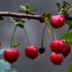 When do cherries ripen?