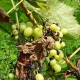 Meeldauw en oidium op druiven: oorzaken en beheersmaatregelen