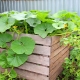 Le zucchine possono essere piantate accanto a una zucca e come farlo?