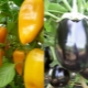 Kan auberginer og peberfrugter plantes i nærheden?
