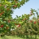 Er det muligt at plante kirsebær ved siden af ​​kirsebær, og hvordan gør man det?