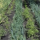 هل يمكن زراعة البصل والثوم جنبًا إلى جنب وكيف يتم ذلك؟