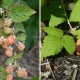 Kan hindbær og brombær plantes i nærheden?