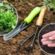 Je možné zasadit mrkev v červnu a jak to udělat?