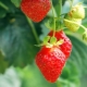 Can other varieties and strawberries be planted next to strawberries?