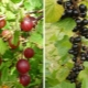 Er det muligt at plante ribs ved siden af ​​stikkelsbær, og hvordan gør man det?