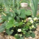 Er det muligt at plante hvidløg i jordbær, og hvordan man plejer havebedet?