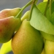 I hvilket år bærer pæren frugt, og hvor mange gange kan den høstes?