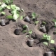Hvor langt skal man plante auberginer?