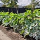 I hvilken afstand skal man plante zucchini?