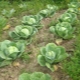 卷心菜应该种植多远？