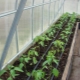 ¿Hasta dónde plantar pimientos en un invernadero?