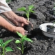 Hvor langt skal man plante peberfrugter?