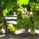 葡萄应该种植多远？