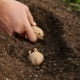 马铃薯种植多深？