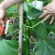Do I need to pick leaves from cucumbers and how to do it?