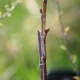 Nuances and technology of grafting cherries on cherries