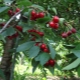 The nuances of caring for cherries