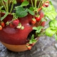 The nuances of growing strawberries in pots