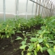 Nuancerne ved at dyrke peberfrugter i et drivhus