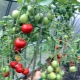 Los matices del cultivo de tomates en invernadero.
