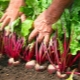 The nuances of growing beets