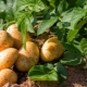 Übersicht über Kartoffelkrankheiten und Schädlinge