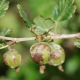 Panoramica delle malattie e dei parassiti dell'uva spina