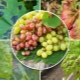 Panoramica delle malattie e dei trattamenti dell'uva