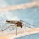 Überprüfung der Volksheilmittel gegen Mücken