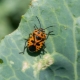 Review of folk remedies for cabbage pests