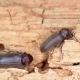 Revisión y control de escarabajos carpinteros