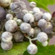 Oïdium sur raisin: signes et méthodes de traitement