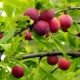 Description of cherry plum and the subtleties of its cultivation