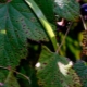 Beschreibung von Krankheiten und Schädlingen der schwarzen Johannisbeere
