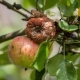Description of diseases and pests of apple trees