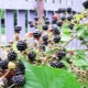 种植花园黑莓的描述和细微差别