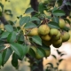 Description and cultivation of wild pear