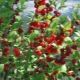 Description and cultivation of felt cherry