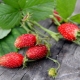 Beskrivelse og dyrkning af jordbær