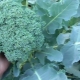 Beskrivelse af broccolikål Tonus og dens dyrkning