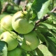 وصف شجرة التفاح العمودية وزراعتها
