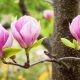 Description du magnolia et règles de sa culture