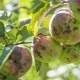 Beskrivelse af skurv på et æbletræ og behandling af sygdommen