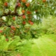 Beschreibung des Pfirsichs und der Regeln für seinen Anbau