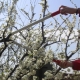 Features and technology for pruning cherries in spring