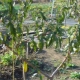 油桃种植特点与技术