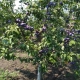 Features and technology of planting plums in spring