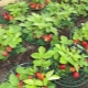 Funktioner og typer af bordskånere til jordbær