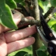 Kenmerken van het snoeien van een zuilvormige peer
